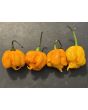Hot Pepper '7 Pot Yellow' Seeds