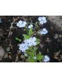 Blue Forget-Me-Not