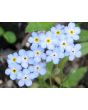 Blue Forget-Me-Not