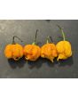 Hot Pepper '7 Pot Yellow' Seeds
