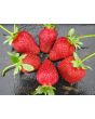 Strawberry 'Honeoye' Plants (4" Pot, single)