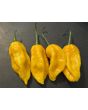 Hot Pepper 'Aji Lemon x Reaper' Seeds