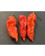 Hot Pepper ‘Bhut Jolokia' AKA 'Ghost Pepper’ 