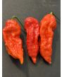Hot Pepper ‘Bhut Jolokia' AKA 'Ghost Pepper’ 