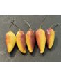 Hot Pepper 'Pointy Puma Mix' Seeds