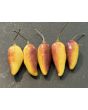 Hot Pepper 'Pointy Puma Mix' Seeds