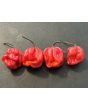 Hot Pepper 'West Indies Red Habanero' Seeds 