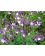 Columbine Mix 