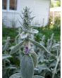 Lamb's Ear 