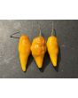 Hot Pepper 'Pointy Puma Mix' Seeds