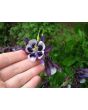 Columbine Mix 