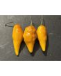 Hot Pepper 'Pointy Puma Mix' Seeds
