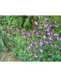 Columbine Mix 