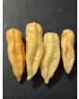 Hot Pepper 'Aji Lemon x Reaper, Peach' Seeds