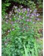 Columbine Mix 