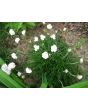 Sea Thrift 'Alba' Seeds (Certified Organic)
