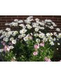 Tree Mallow 'Rosea' 
