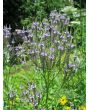 Blue Vervain