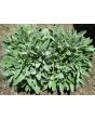 Sage, Common 