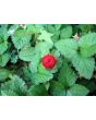 Indian Strawberry AKA Mock Strawberry Seeds (Certified Organic)