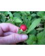 Indian Strawberry AKA Mock Strawberry Seeds (Certified Organic)