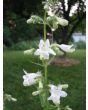 Penstemon, Green-Leaf, White Flowers Seeds (Certified Organic)