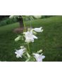 Penstemon, Green-Leaf, White Flowers Seeds (Certified Organic)