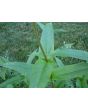 Penstemon, Green-Leaf, White Flowers Seeds (Certified Organic)