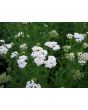 White Yarrow 