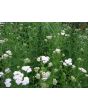 White Yarrow 