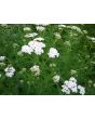 White Yarrow 