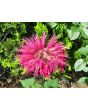Bee Balm Mix