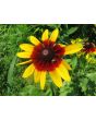 Black-Eyed Susan 'Autumn Colors' 