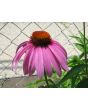 Purple Coneflower