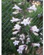 Penstemon, Green-Leaf, White Flowers Seeds (Certified Organic)