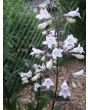Penstemon, Green-Leaf, White Flowers Seeds (Certified Organic)