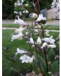 Penstemon, Green-Leaf, White Flowers Seeds (Certified Organic)