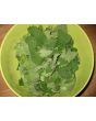 Herb 'Catnip' Plant (4" Pot)