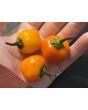 Sweet Pepper 'Mini Orange Bell' Seeds