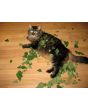 Catnip
