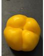 Sweet Pepper ‘Yellow Bell’ Seeds