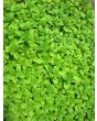 Sweet Marjoram 