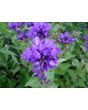 Clustered Bellflower 