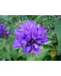 Clustered Bellflower 