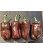 Sweet Pepper 'Sweet Chocolate' Seeds