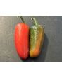 Sweet Pepper 'Nadapeño' Seeds