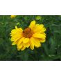 Ox-Eye Sunflower