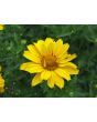 Ox-Eye Sunflower