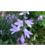 Ladybells 