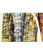 Glass Gem Corn Seeds